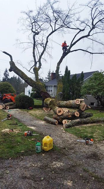 Eastside Timber & Property Development - Tree Removal
