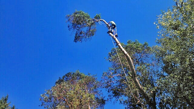 Eastside Timber & Property Development - Dangerous Tree Topping