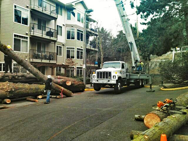 Eastside Timber & Property Development - Tree Removal