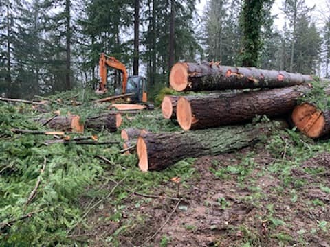 Eastside Timber & Property Development - Tree Logging
